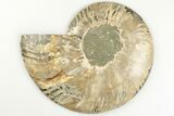 5.5" Cut & Polished Ammonite Fossil (Half) - Madagascar - #200034-1